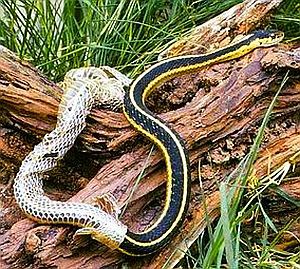 A snake shedding its skin has been a rich metaphor for me to work with during sabbatical.