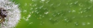 dandelion